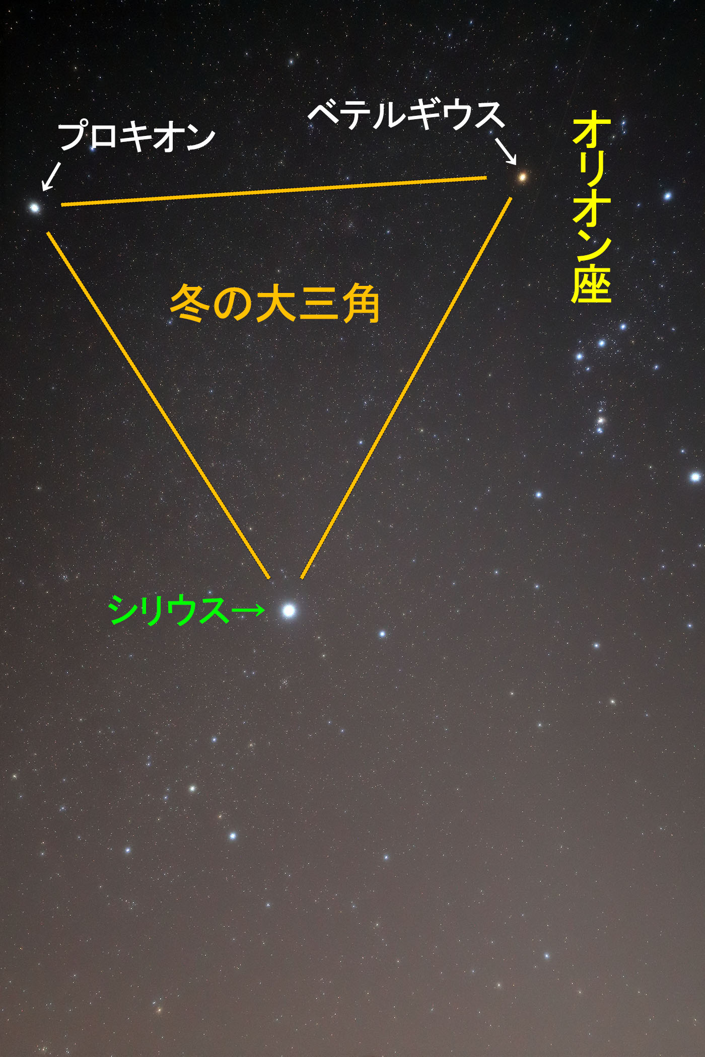 w~̑Opx